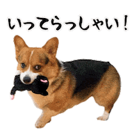 Corgi Milo Sticker