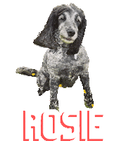 Rosie Dog Sticker