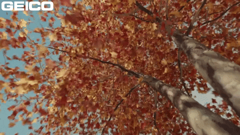 Falling Leaves Fall GIF by GEICO