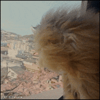 hair blowing GIF