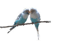 bird STICKER
