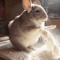 Chinchilla Sue GIF
