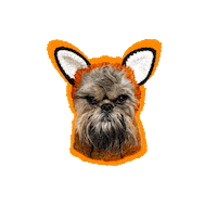 misschewybelle misschewybelle chewybelle brusselsgriffon grumpygriffon grumpydog foxygriffon foxydog foxy Sticker