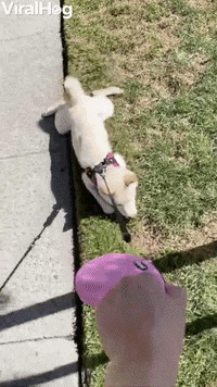 Stubborn Shiba Prefers To Be Pulled GIF by ViralHog