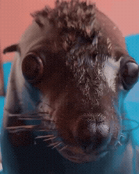 Funny Face Seal GIF by Respective