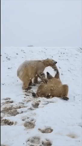 Polar Bears Play in Yorkshire Snow