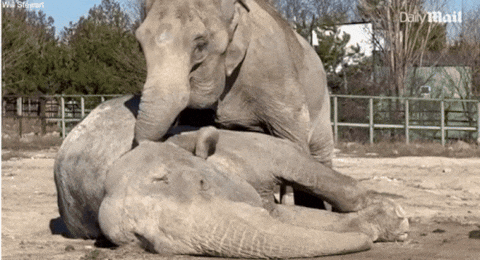 yj_jane giphyupload GIF