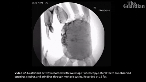 tulsimo giphygifmaker GIF