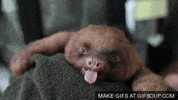 page celebration GIF