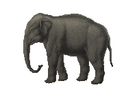 Elephant Trunk Sticker by Austrian National Library