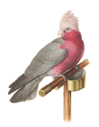 Bird Parrot Sticker by Austrian National Library