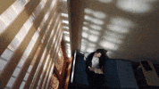 Mustafa GIF by Show TV