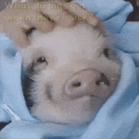 jokes pig sick jokes piglet GIF