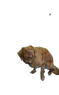 marioncremers love dance dog puppy Sticker