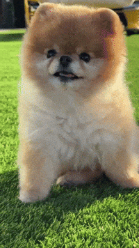 Kroshka Sp3 GIF
