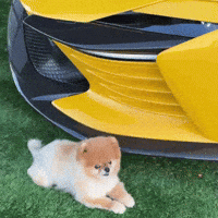 Pomeranian Hypercar GIF