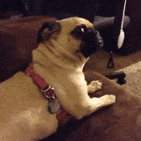 funny GIF