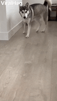 Husky Loses Treat Under Her Own Paw GIF by ViralHog