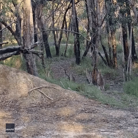 Emu Chases After Kangaroos at Victoria Wildlife Shelter