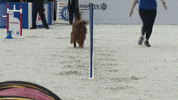 Espn Dogs GIF by American Kennel Club