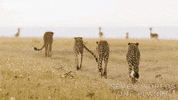 Night Out Friends GIF by BBC Earth