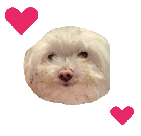 Heart Love Sticker by Syzygy Events