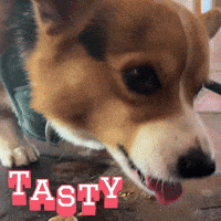 Corgi Milo GIF