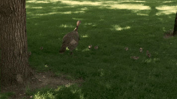 Happy Thanksgiving GIF by Minnesota State University Moorhead