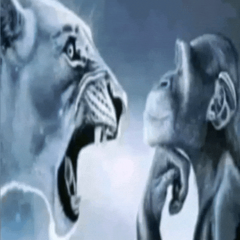 Monkey Raging Gif Monkey Rage GIFs - Find & Share on GIPHY