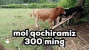 Beda Press GIF