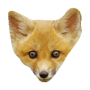 fox STICKER by imoji