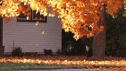 autumn leaves GIF by Cheezburger