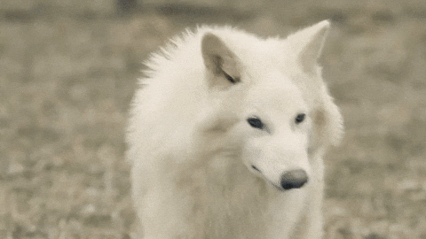 Dire Wolf No GIF by Colossal