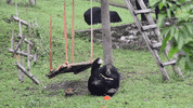 animalsasia halloween vietnam animalsasia GIF