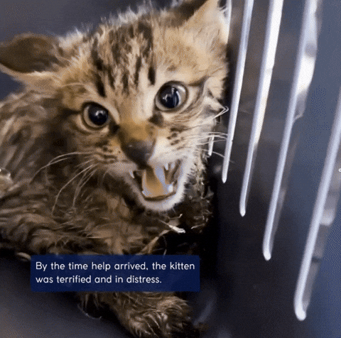 uuusssuuu giphyupload GIF