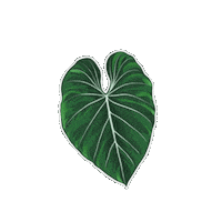 Plant Sticker by Hankō