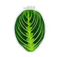Lemon Lime Plant Sticker by Hankō