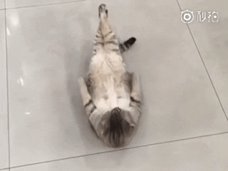 supplementcentre giphygifmaker cat gym funny cat GIF