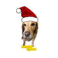 Christmas Bruno Sticker by Somatos Domisi