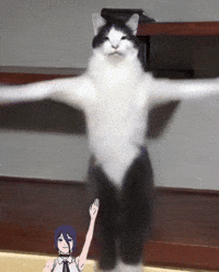 Funny Cat GIF