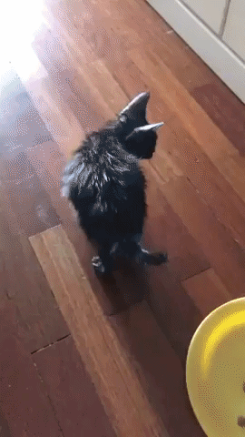 see a new guy GIF