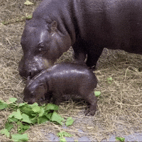 Pygmy Hippo Baby GIF by John Ball Zoo