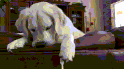 toothbrush hates GIF
