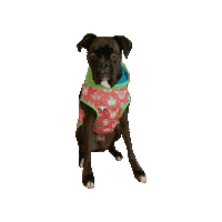 Boxer Rescue Dog Sticker by Geekster Pets