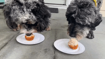 Dog Birthday GIF