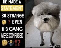 He Made A Statement GIF