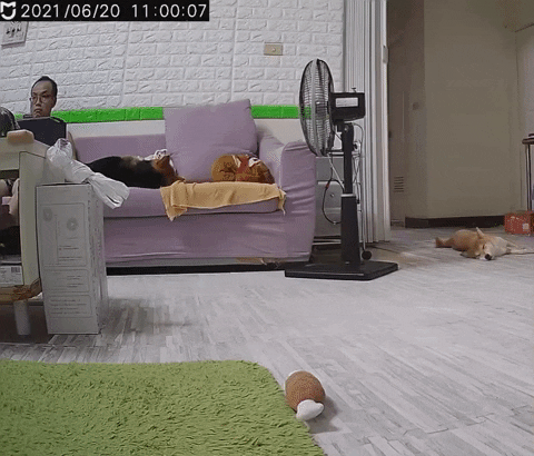 cuteanimalland giphyupload GIF