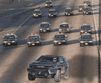 Speed Panda GIF by Endangered Labs