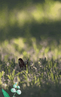 Easter Bunny Spring GIF by TeaCosyFolk