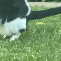 Cat Poop GIF by Jonathan Tipton-King